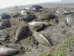 Jan 3 PCH3-sea lions
